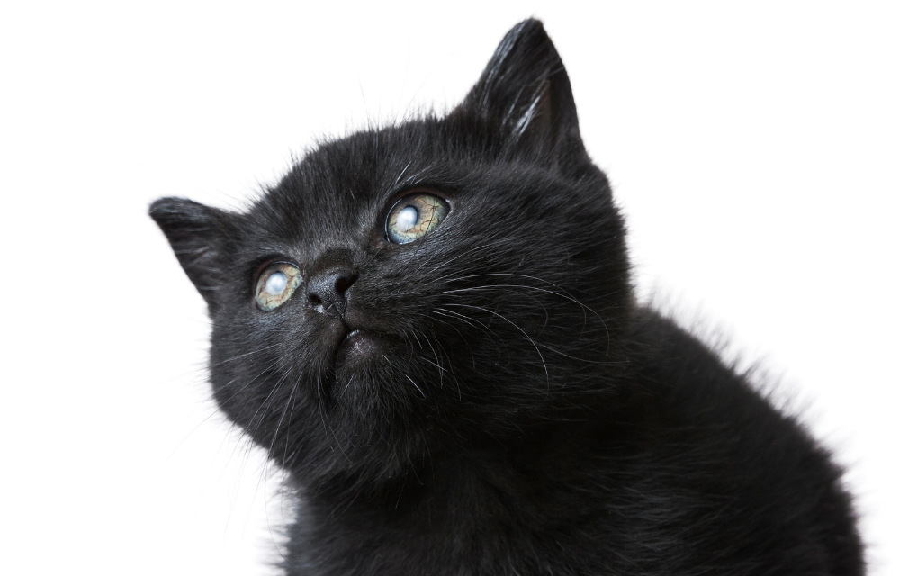 5 Fakta Menakjubkan Dibalik Kucing Hitam Halloween