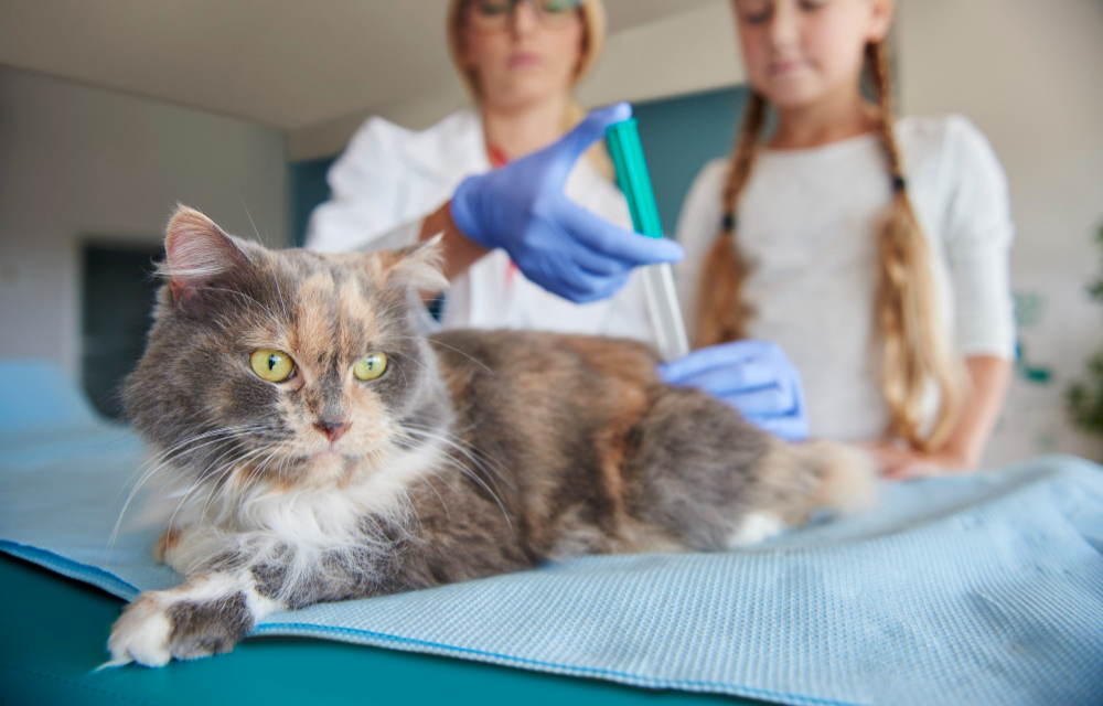 Daftar 4 Vaksin Utama Untuk Kucing, Ada Vaksin Calicivirus