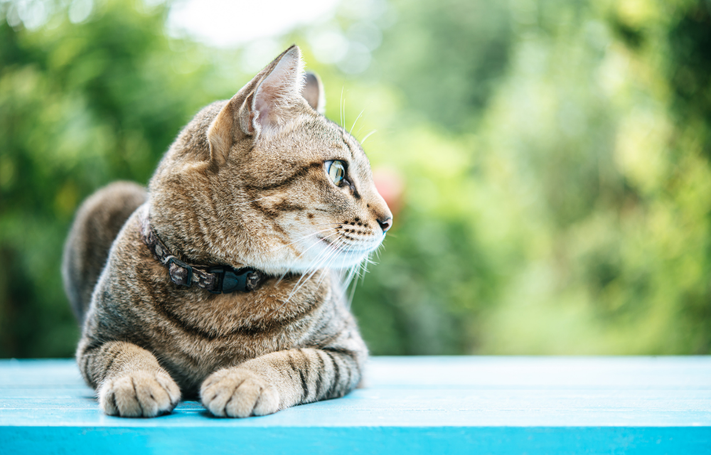 Kenalan Dengan Kucing Tabby, Si Pemilik Motif Unik di Kepala