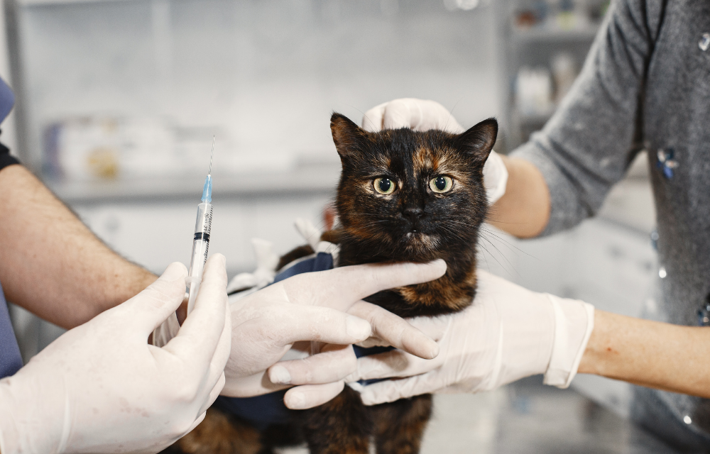Kenali Penyakit Ginjal Kronis Pada Kucing