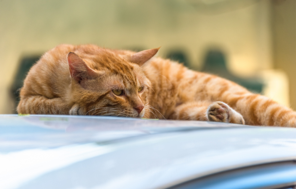 Kucing Suka Tidur di Kap Mobil Terutama Saat Musim Hujan, Mengapa?