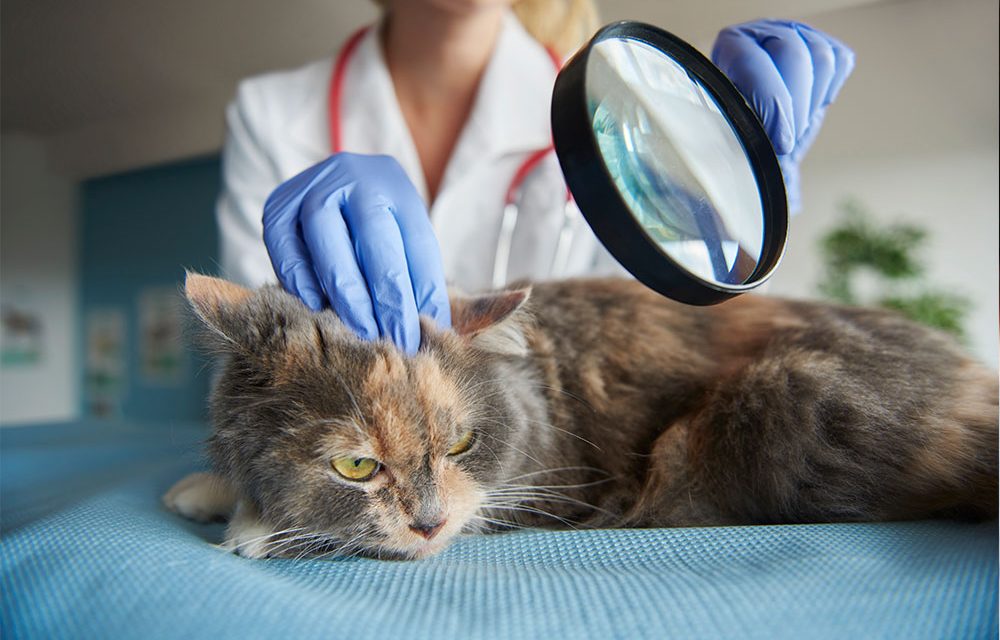AIDS Pada Kucing, Ini Gejala dan Cara Mengatasinya
