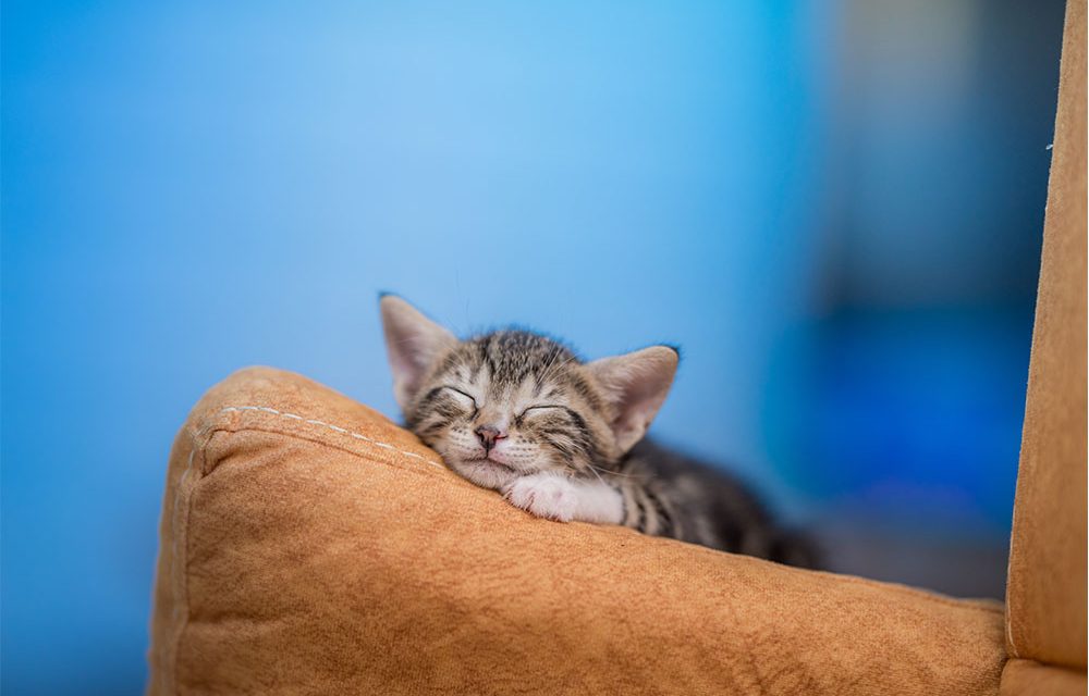 Hindari Tidur Bersama Kucing Kesayangan Jika Kamu Terkonfirmasi Positif Covid-19