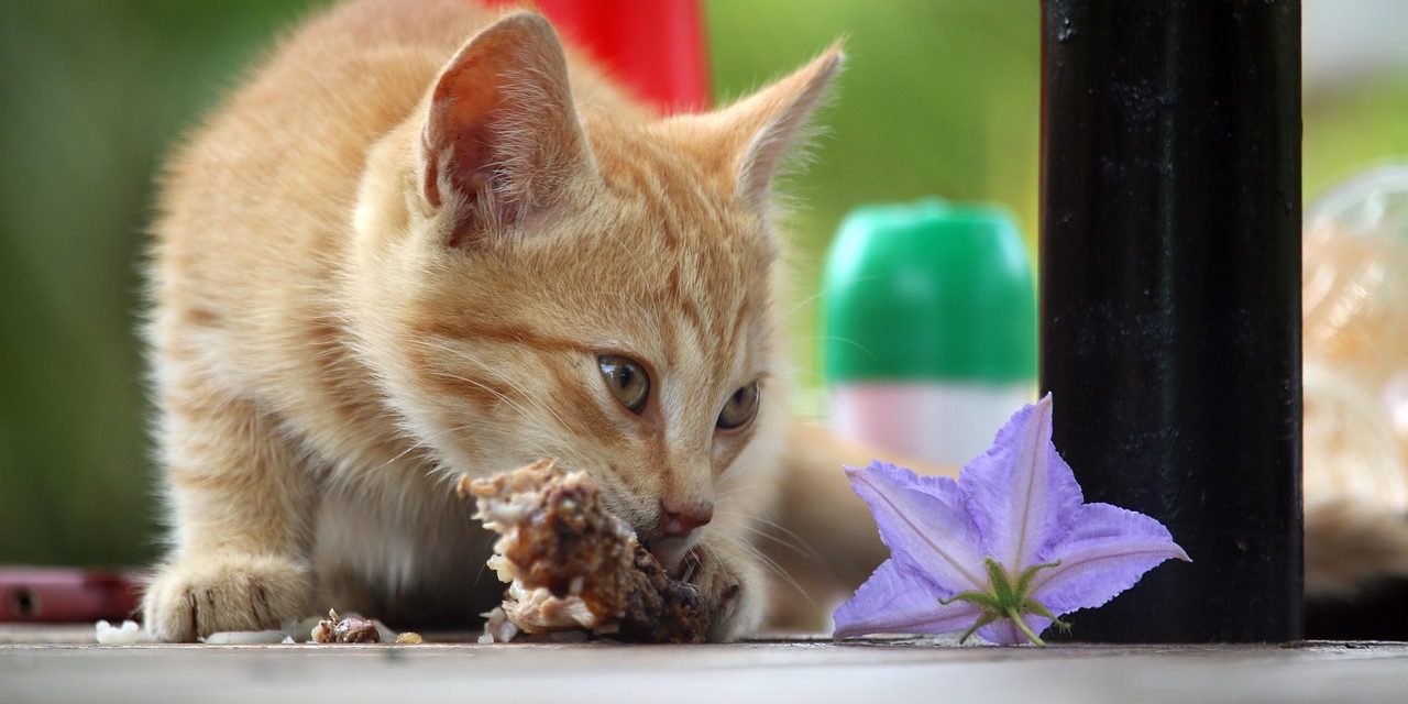Ini 11 Makanan dan Minuman Berbahaya bagi Kucing Kesayanganmu