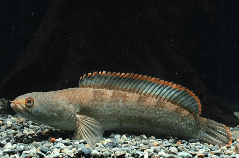Gachua, salah satu ikan channa termahal