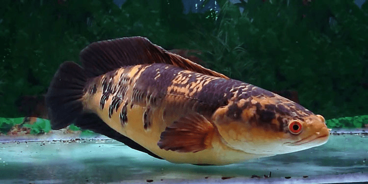 Marulioides, salah satu ikan channa termahal 