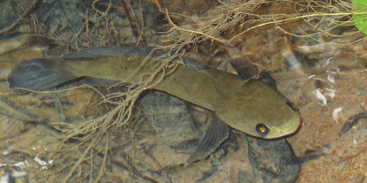 Melasoma, salah satu ikan channa termahal di Indonesia