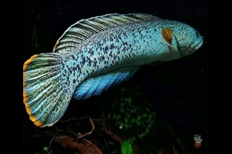 Ada yang Seharga Mobil, Ini 5 Jenis Ikan Channa Termahal di Indonesia