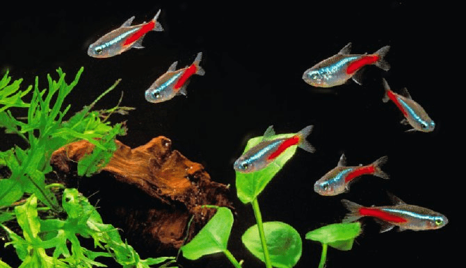 Neon Tetra, salah satu ikan hias air tawa yang cocok untuk anak kecil