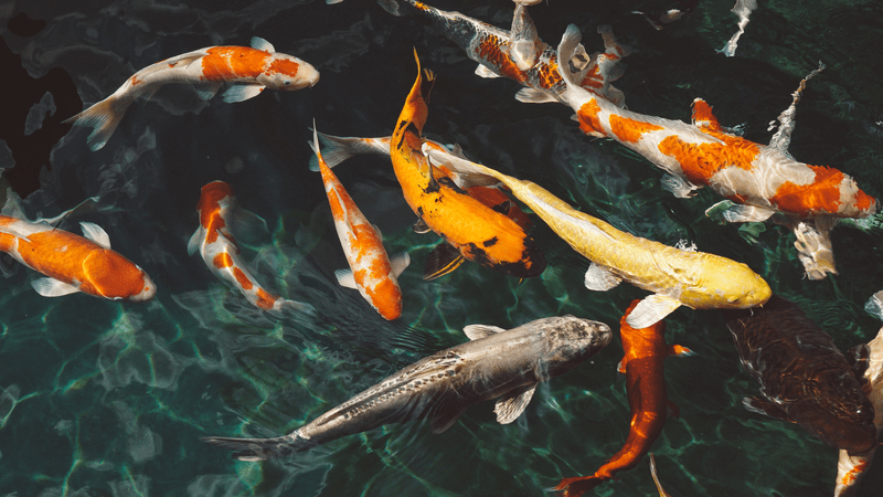 Lengkap, Ini 15 Jenis Ikan Koi Beserta Arti Coraknya