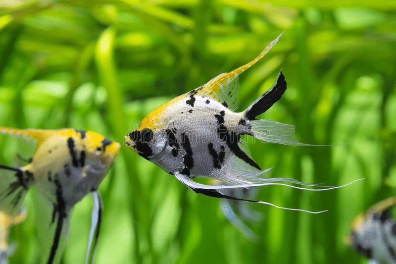Angelfish, salah satu ikan hias air tawar yang cocok untuk anak kecil