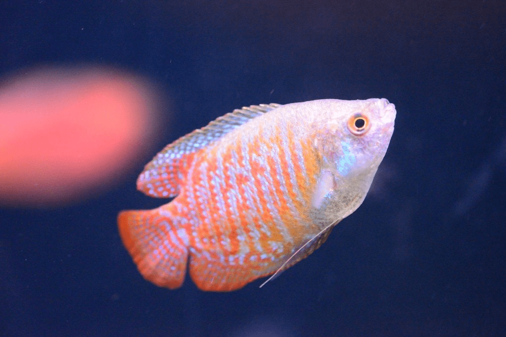 Dwarf gourami, salah satu ikan hias air tawar yang cocok untuk anak kecil