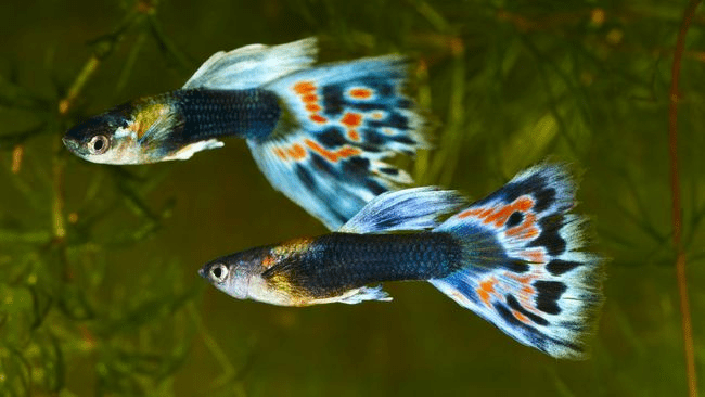 Bisa Ajarkan Tanggungjawab, Ini 5 Ikan Hias Air Tawar yang Cocok Untuk Anak Kecil