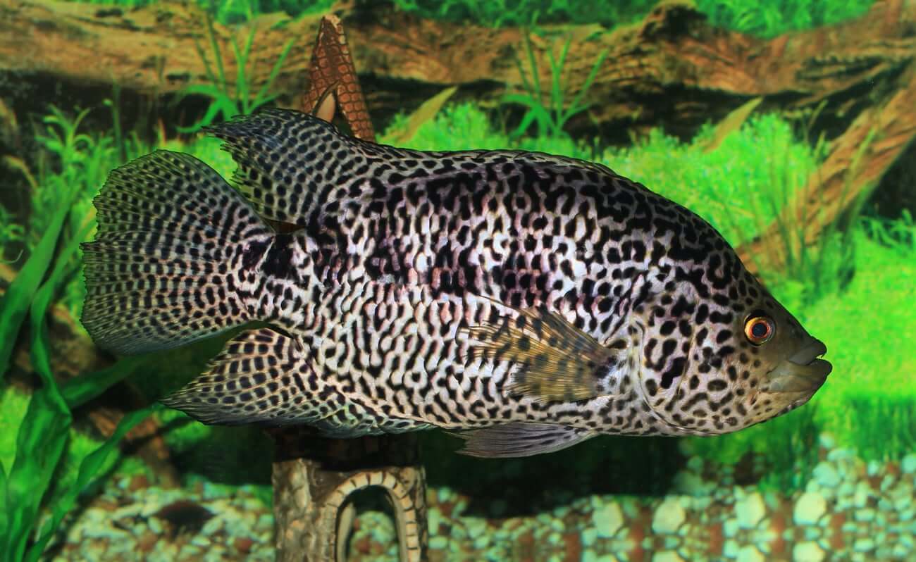 Ikan hias predator jaguar cichlid