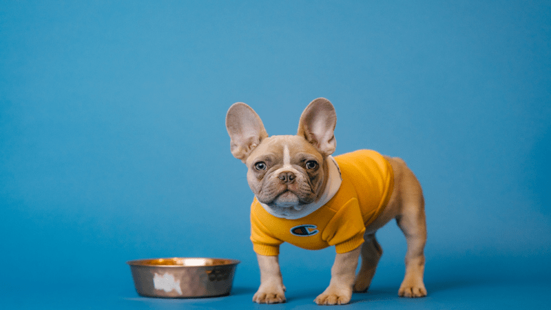 Hati-hati, 10 Makanan Berbahaya Untuk Anjing Ini Bisa Sebabkan Kematian