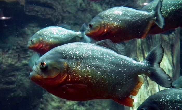 Meski Terlihat Garang, 5 Ikan Hias Predator Ini Ternyata Bisa Kamu Pelihara di Rumah