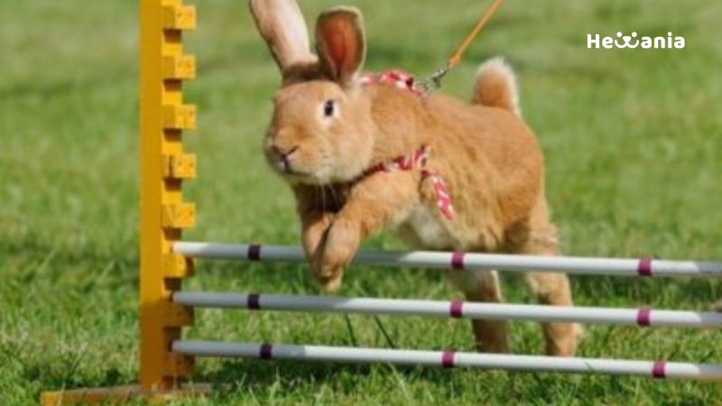 Tetap Aktif dan Sehat, Ini 5 Olahraga Kelinci yang Bisa Dilakukan di Rumah