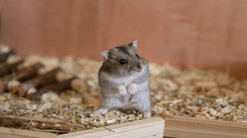 Jangan Sembarangan, 5 Fakta Makanan Hamster Ini Wajib Kamu Ketahui!