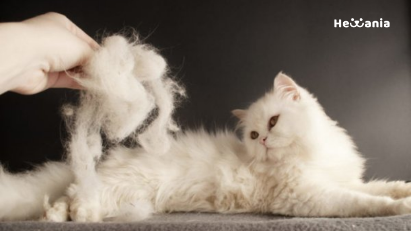 5 Alasan Kenapa Bulu Kucing Persia Rontok Parah. Cegah dengan Cara Ini!