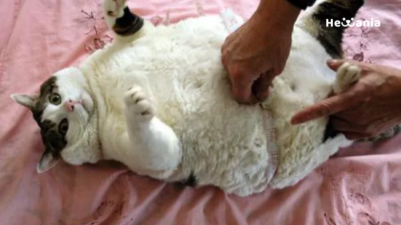 Berapa Berat Badan Kucing yang Termasuk Obesitas? Ini Hitungannya!