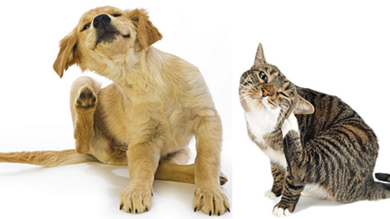 3 Penyebab Gatal-gatal Pada Anjing dan Kucing Serta Cara Mengobatinya. Yuk Ketahui!