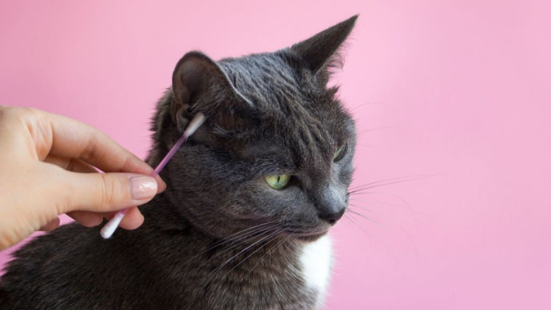 Kenali Bahayanya Tungau Telinga pada Kucing dan Anjing, Bagaimana Cara Mencegahya? 