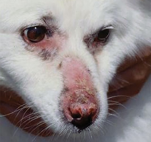 Kondisi yang dapat menyebabkan penyakit kulit pada anjing