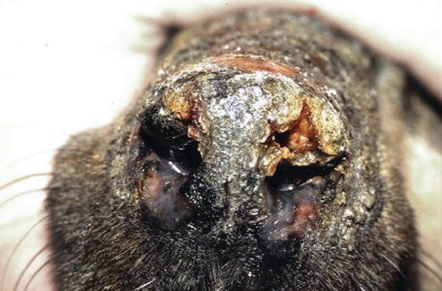 Ilustrasi kondisi yang dapat menyebabkan penyakit kulit pada anjing 