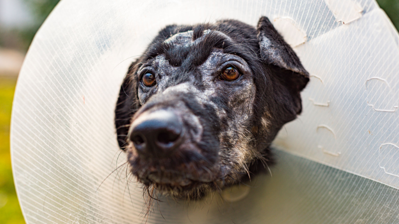4 Penyakit Kulit Anjing Paling Umum dan Cara Mengatasinya