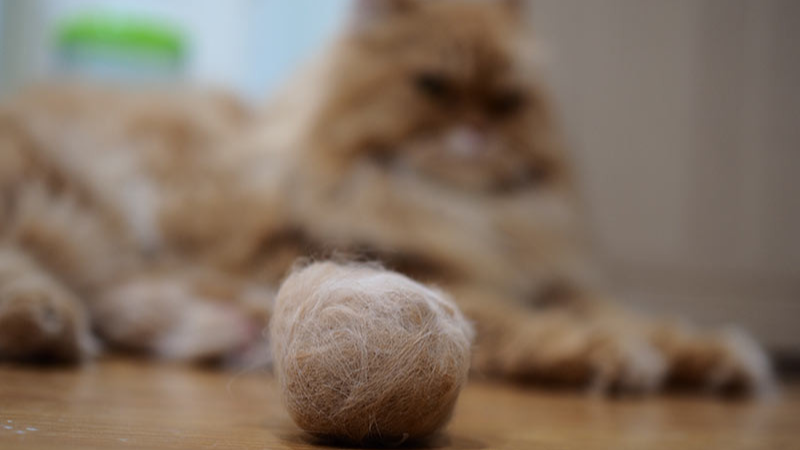 Bahaya Hairball Pada Kucing yang Harus Kamu Waspadai