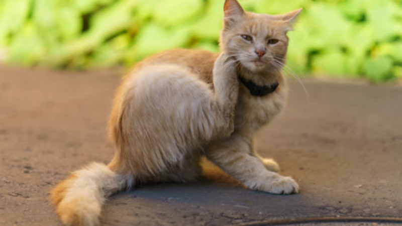 6 Penyebab Gatal-gatal Pada Telinga Kucing. Hati-hati!