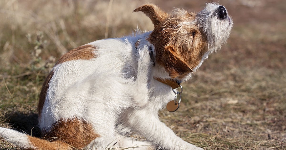 Kondisi yang dapat menyebabkan penyakit kulit pada anjing