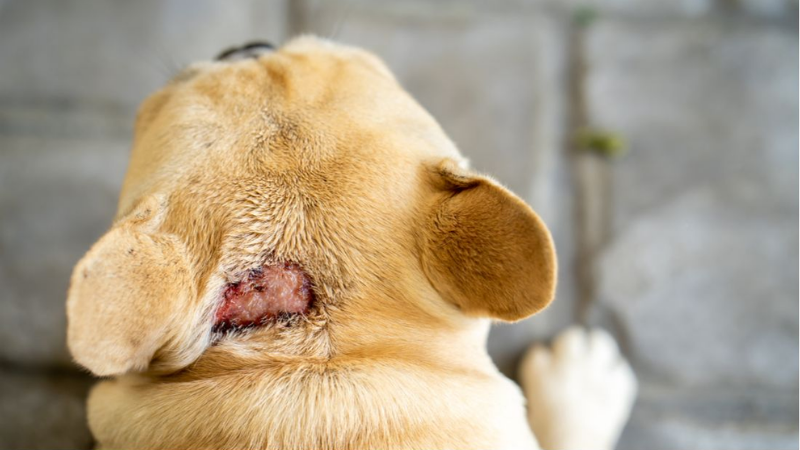 Hot Spot Pada Anjing: Penyebab dan Cara Mengatasinya