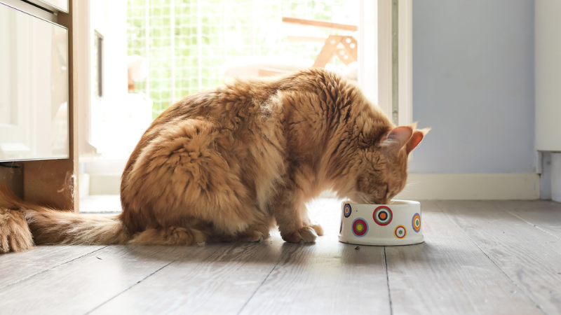 Kucing Stress Tidak Mau Makan: Bagaimana Cara Mengatasinya?