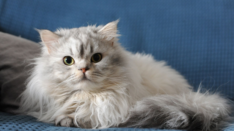 Penyakit Kulit Pada Kucing Persia dan Cara Mengobatinya