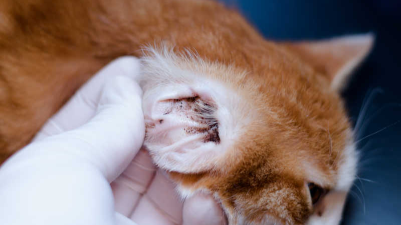 Tungau Telinga pada Kucing: Cara Pengobatan dan Gejalanya