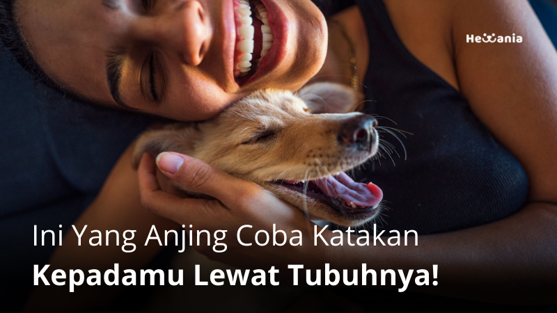 5 Bahasa Tubuh Anjing Beserta Artinya. Yuk Pahami!
