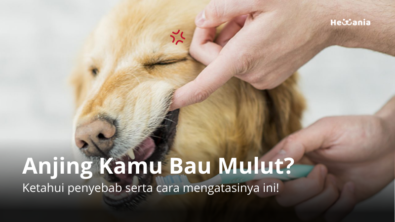 Bau Mulut pada Anjing: Penyebab dan Cara Mengatasinya