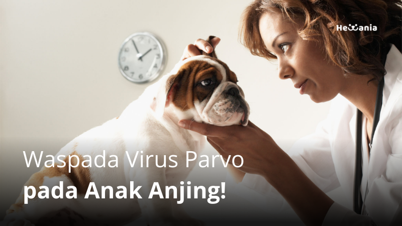 Canine Parvovirus: Penyakit virus Mematikan yang Menyerang Puppy