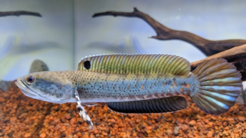 Cara Merawat Ikan Channa Pulchra: Dari Pemilihan Makanan sampai Ukuran Aquarium