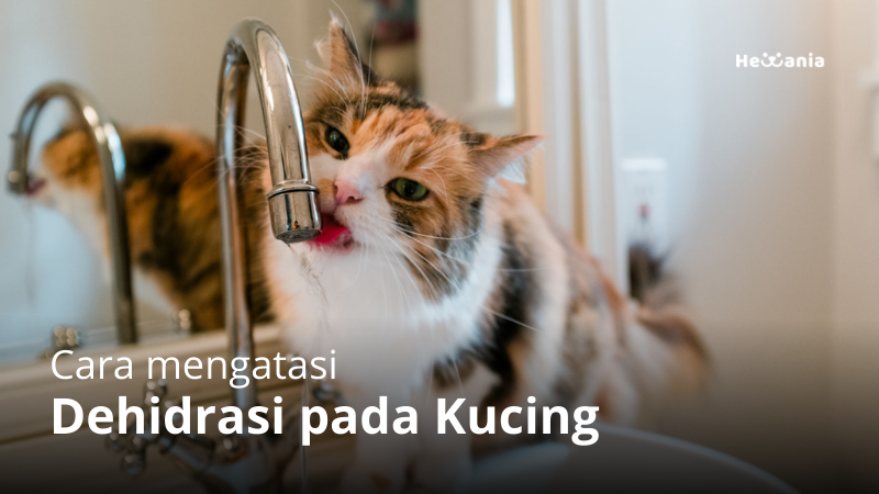 Dehidrasi pada Kucing: Ciri-ciri dan Cara Mengatasinya