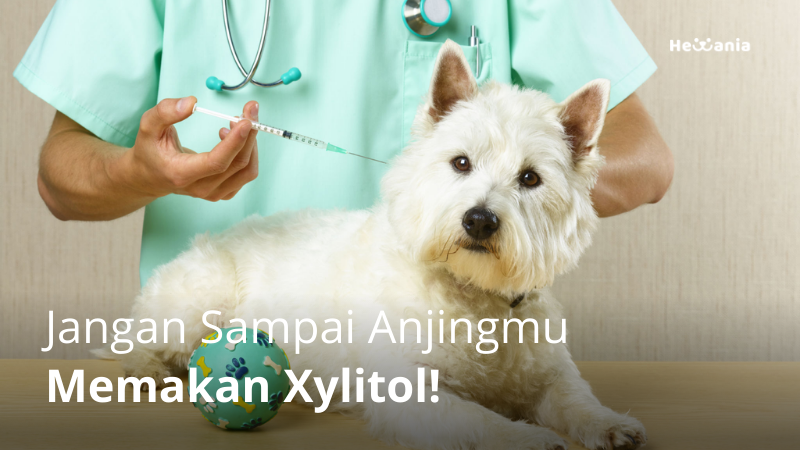 Keracunan Xylitol pada Anjing: Tanda-tanda dan Cara Mengobatinya!