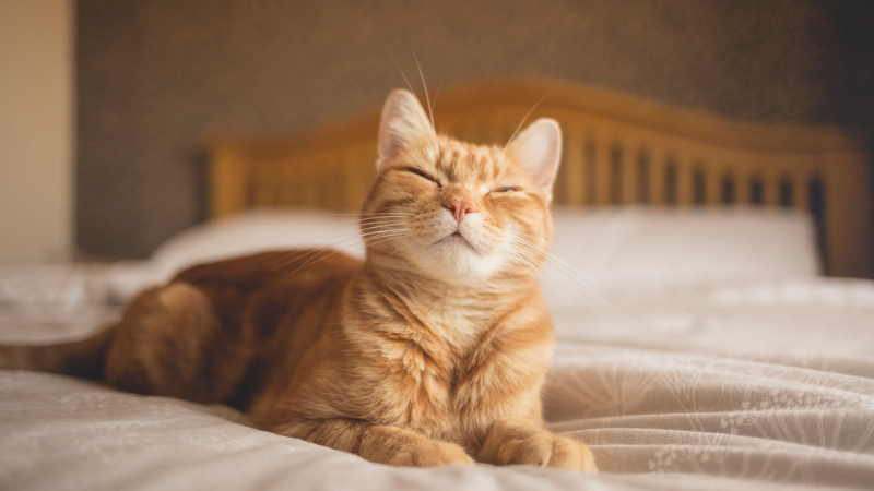 Luka Bakar pada Kucing: Jenis dan Cara Mengobatinya di Rumah
