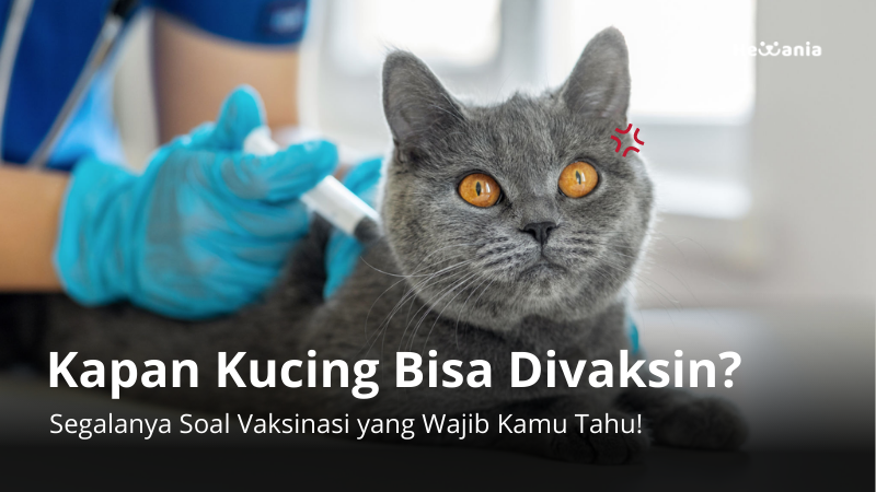 Pertanyaan Tersering Soal Vaksinasi pada Kucing, Yuk Baca!