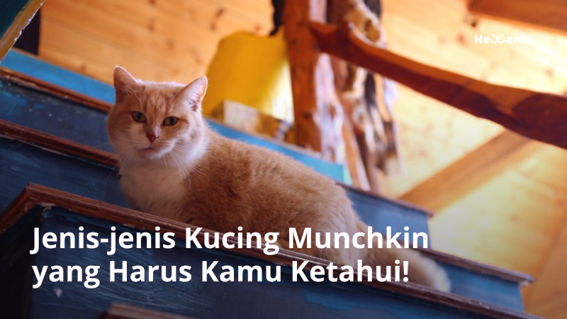 8 Jenis Kucing Munchkin Terpopuler. Lucu dan Menggemaskan!