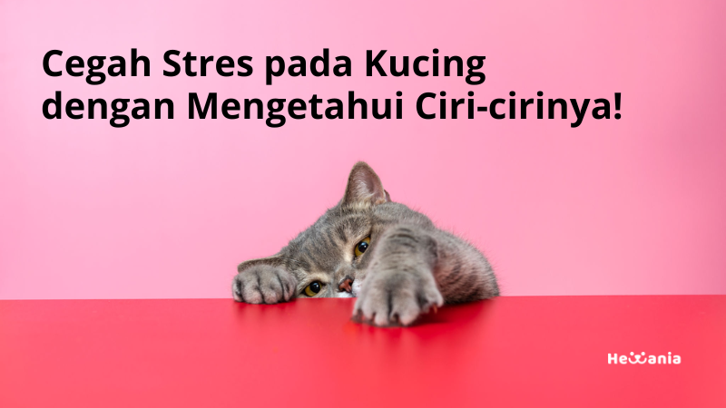 Ciri-ciri kucing stres