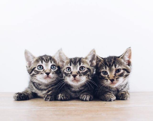 Ilustrasi tiga anak kucing