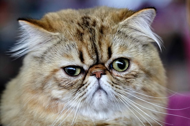 Ilustrasi kucing persia lebih condong terkena mata berair