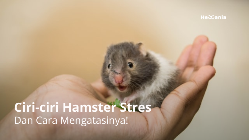 6 Ciri-ciri Hamster Stres. Yuk Ketahui!