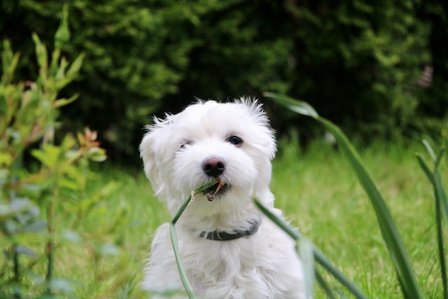 Fakta menarik anjing maltese, kecil dan mempesona